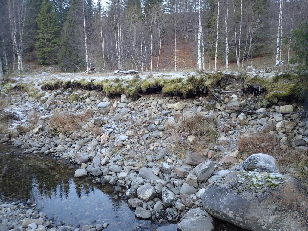 Figur 7 Erosjon ved flomslette ved leirbålplass. Dette ser ut som elveavsetninger.