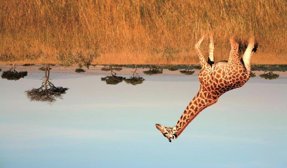 Sjiraff i Masai Mara - Safari i Kenya og badeferie på Zanzibar ønsker å være aktive arrangerer hotellene mange forskjellige aktiviteter, både til lands og til vanns.