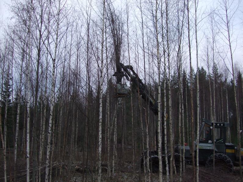 Whole tree harvesting The production is reduced to about 0.