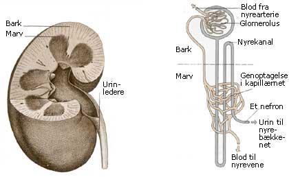 Normal nyrefunksjon Evne til å filtrere urin, Glomerulær filtrasjonsrate: GFR ATN (Akutt Tubulær Nekrose) er altså en akutt iskemisk nyresvikt.