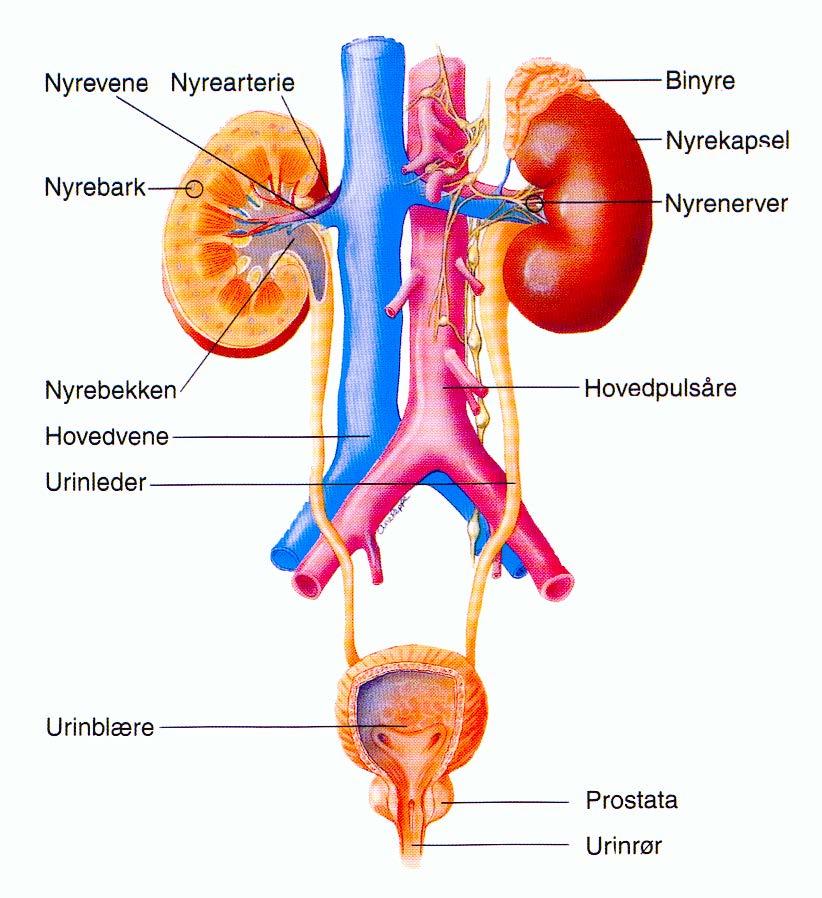 Akutt nyresvikt Prerenal, Renal og Postrenal Prerenal Akutt: U-Na lav, U-Osm høy.