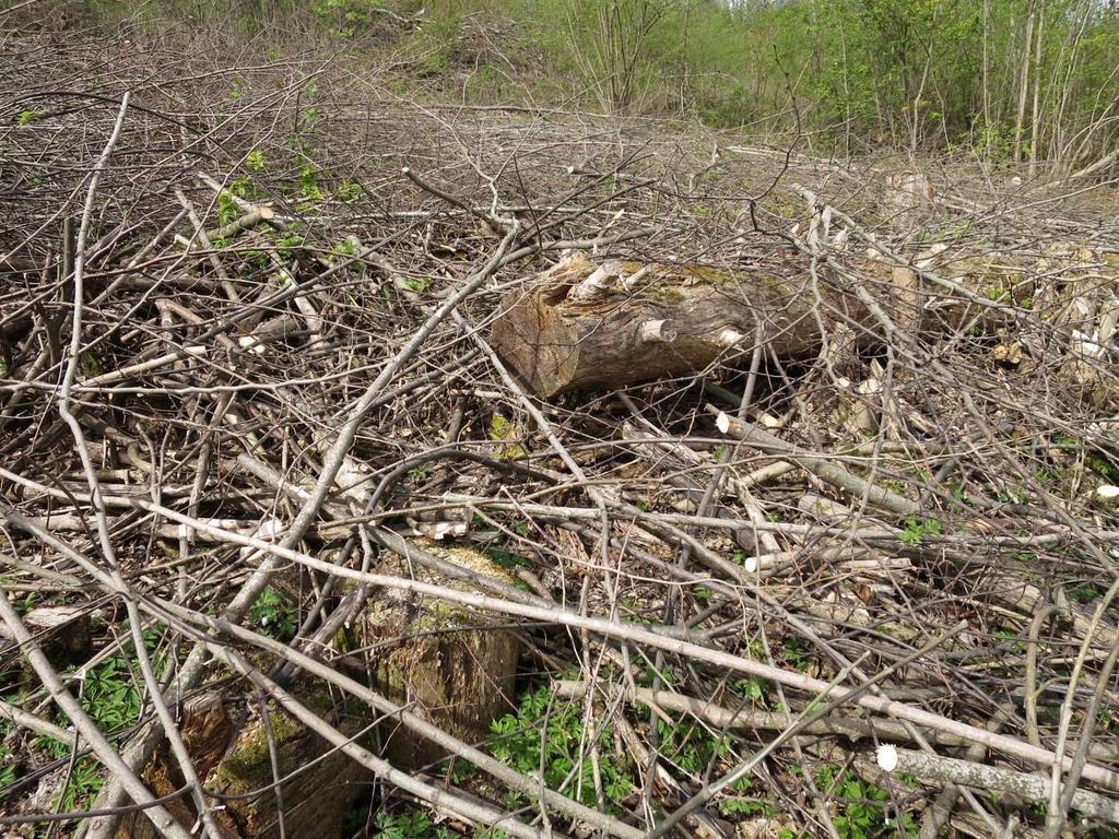 Figur 4: Øst for naturtypelokaliteten Tunheimbakken 19 er alt