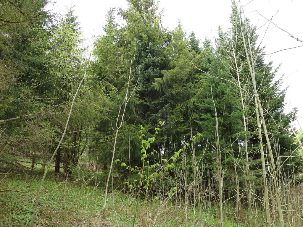 Figur 6: Gran og edelgran er plantet nordøst for Svartorbekken. Foto: Stefan Olberg. Påviste naturtypelokaliteter Nedenfor følger en beskrivelse av de fem kartlagte naturtypelokalitetene.