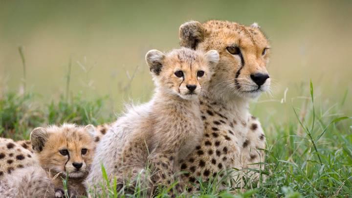 driver guide with whom you will depart for the Masai Mara National Game Reserve