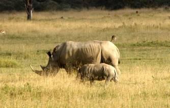 Mara Leisure Camp is located along in the Talek River, at the confluence of the Masai Mara s four game viewing areas on the northern