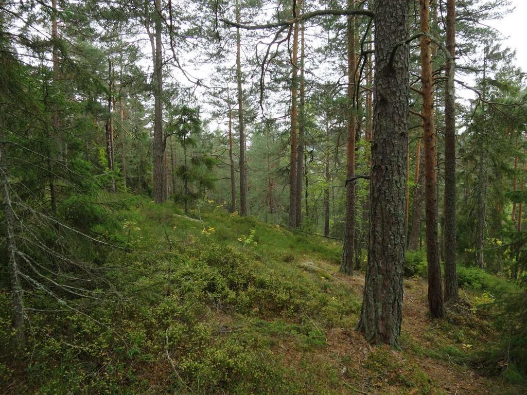 Figur 3. Gammel bærlyngfuruskog er dominerende skogtype innenfor undersøkelsesområdet. Foto: Stefan Olberg.
