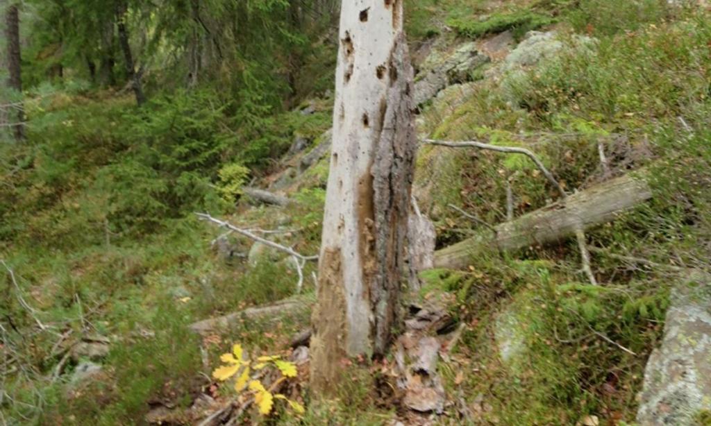 Tre av eikene ble vurdert som lokalt viktige (C-verdi), mens det siste eiketreet ble vurdert som viktig (B-verdi) (fig. 5 og 6).