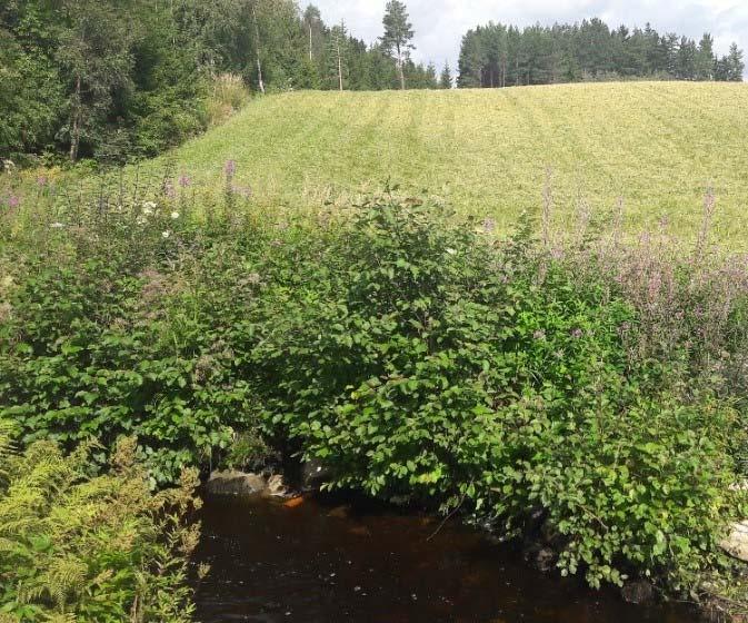 ORM: Fint substrat med mye stein i ulike størrelsesfraksjoner.