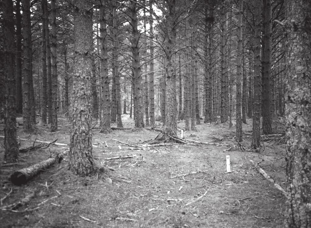 Områdeskildring Figur 3.5. Gruppe XI, mot N. Røysane ligg langsetter dette søkket, innover i skogen.