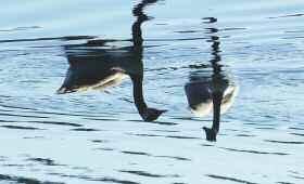 Sjøene er kjent for sitt yrende fugleliv. De næringsrike innsjøene med store områder med siv og sumpvegetasjon trekker fuglene til området.