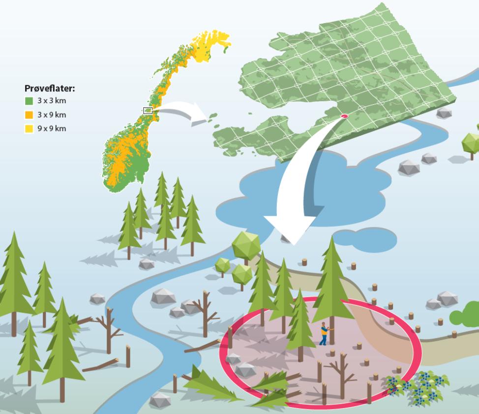 Landsskogtakseringen Totalt ca.12 000 permanente prøveflater i skog (Re)takseres hvert 5.