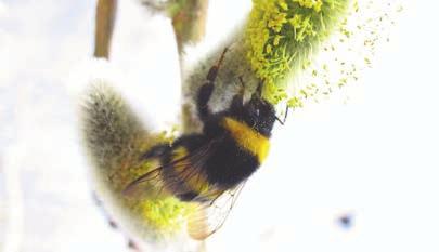 Honningbier til pollinering Honningbier er godt egnet til pollinering. De overvintrer i store antall, og det er derfor mange som er klare til å pollinere tidlig på våren.