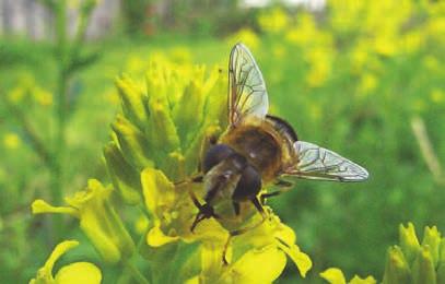 Biene er i høy grad blomstertro, og holder seg til samme art når de sanker nektar og pollen. De kan fly et godt stykke fra kuben for å samle pollen og nektar.