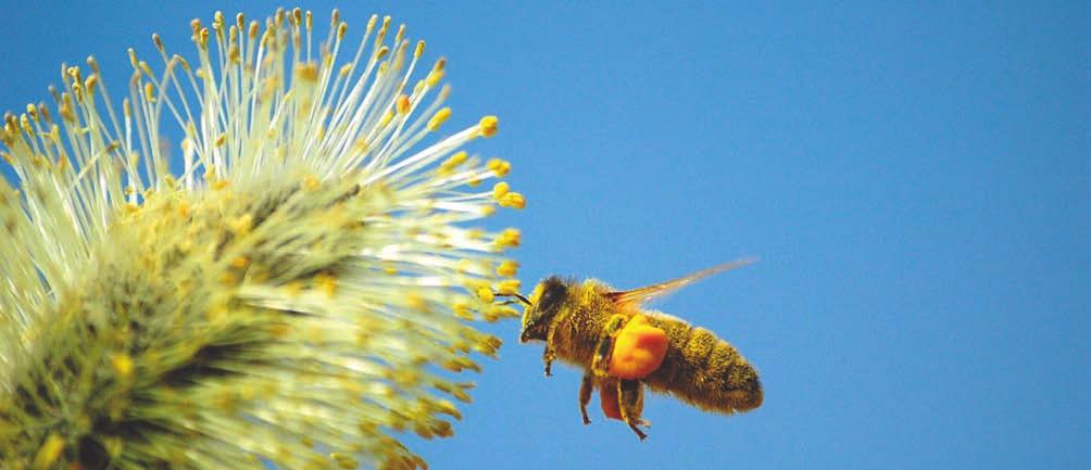 Honningbier Er nyttige både i utmark og for mange av våre viktige dyrkede planter Alle planter trenger å bli pollinert for å formere seg Noen benytter vinden, men de aller fleste er avhengige av