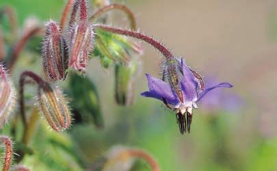 HAGEBLÅBÆR (Vaccinium spp.) I USA er dyrking av den store blåbærbusken svært vanlig, og avsetningen på bærene er god. Det er stor uenighet om honningbienes effekt på avlingen.