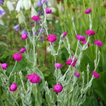 H7-8 Lychnis coronaria Fløyelstjæreblom.