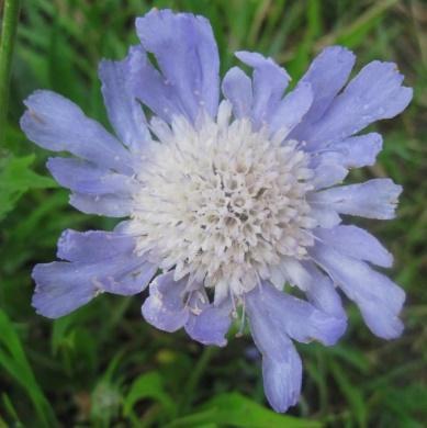 hostii Hagebergfrue, dronningsildre Flate bladrosetter og mange hvite blomster i