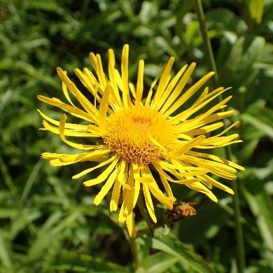 Blomstrer midtsommer Frø fra Lindøya Inula salicina Krattalant Middels høy plante med gule kurvblomster som vokser i