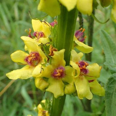 H5 Frø fra Langøyene Primula veris Marianøkleblom Velkjent vårblomst Flere små gule hengende blomster på hver stilk.