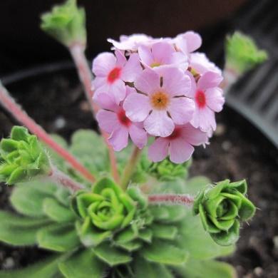 Althaea officinalis Legestokkrose Gammel legeplante.