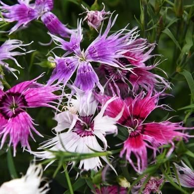 Hvite, rosa eller røde blomster i juli-august. God til snitt. Høyde 40 cm.