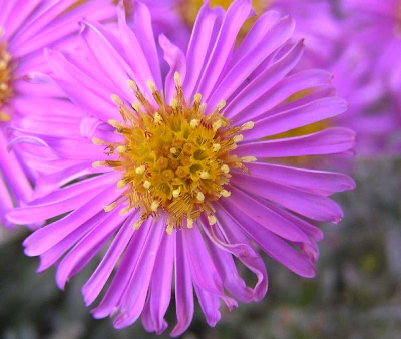 Asters Blomstring:
