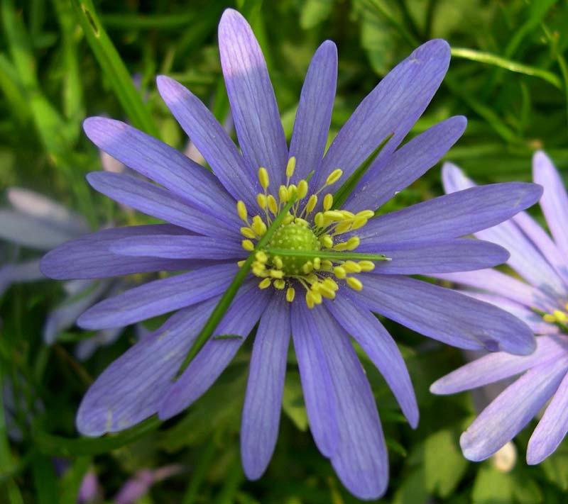 Blå anemone Blomstring: