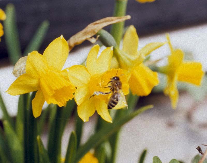 Påskelilje Blomstring: