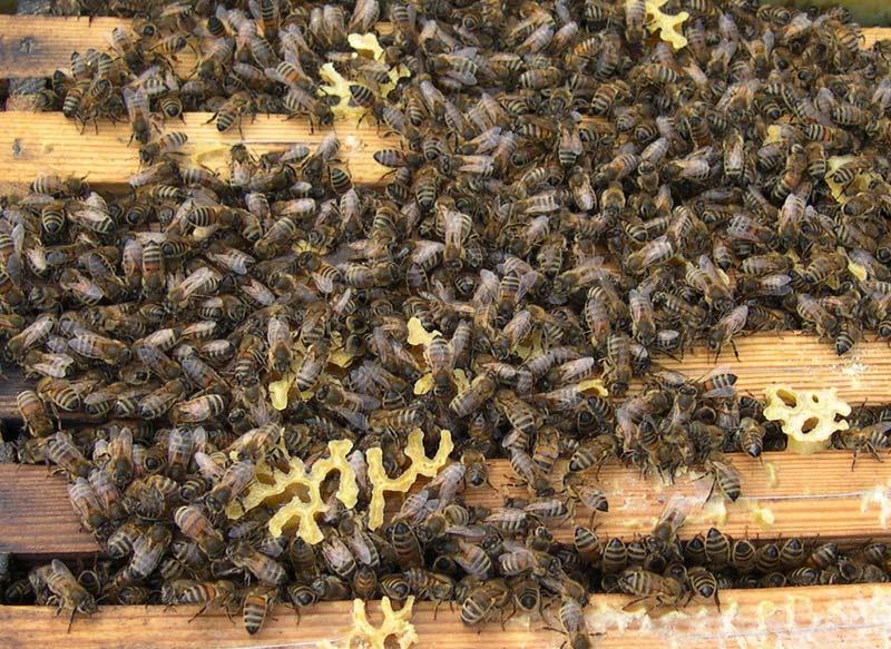 En tæt klynge bier klar