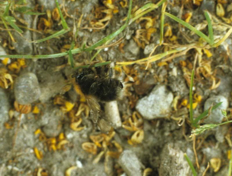 Døde humlebier under Lind Humlebierne dør af sult Der er for få andre