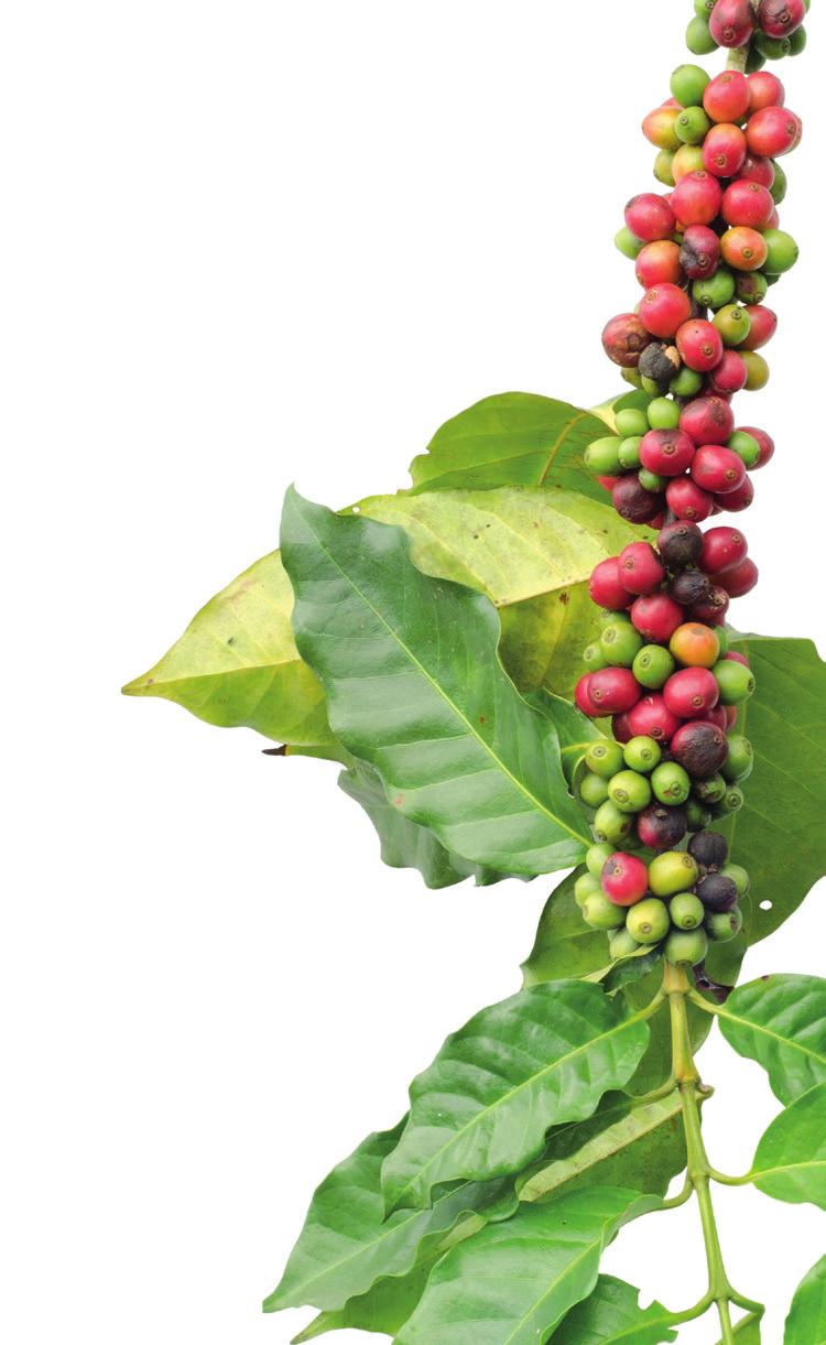 Vår kaffe er Rainforest Alliance-sertifisert og vår espresso er FairTrade-sertifisert.