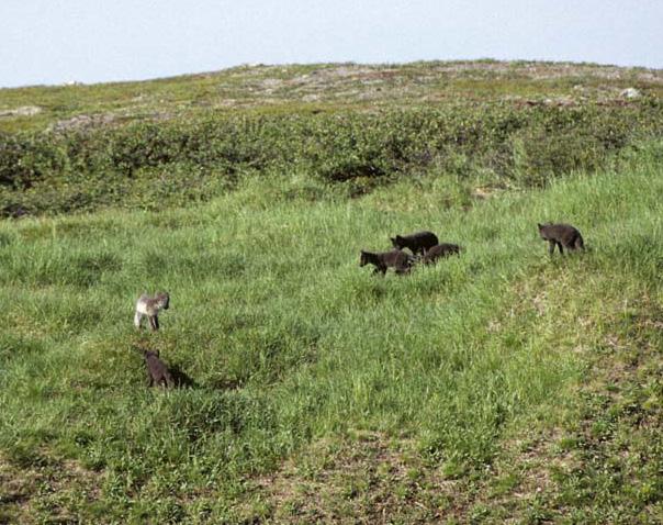 Flere etiske vurderinger har konkludert med at pelsdyroppdrett er uforsvarlig.