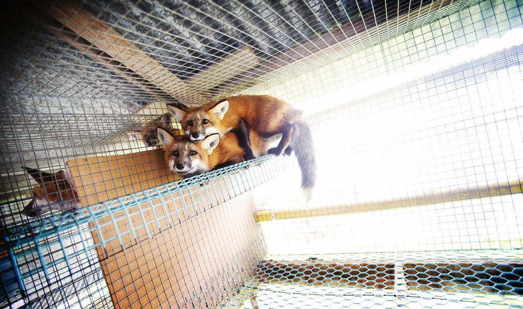 Forbud mot livdyrutstillinger, dvs utstillinger med levende pelsdyr for å vurdere pelskvaliteten (2006). Forbud mot oppdrett av andre pelsdyr enn rev og mink (2011).