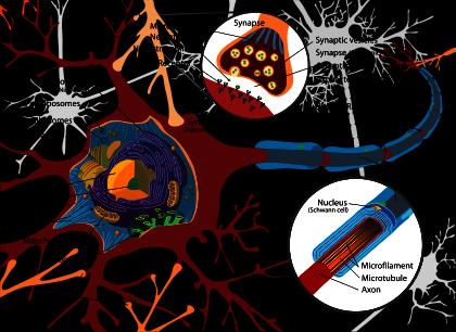 Sentralnerve systemet Hjernen og sentralnerve systemet oppstår fra Nevrale Progenitor Celler