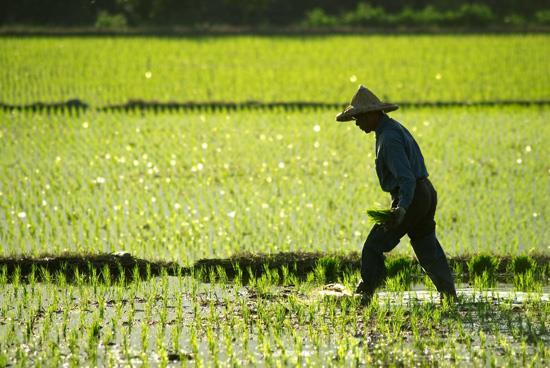 Vurderingskriterier utsetting av GMO Helse Miljø