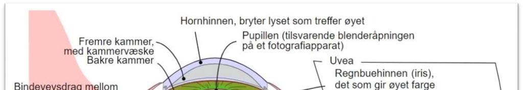 Sidesynet spiller også inn på synsevnen.