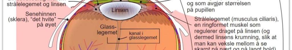 det vi sanser i øyekroken, kan resultatet bli tunnelsyn.