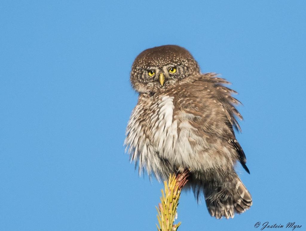 Spurveugle Glaucidium passerinum (6 ± 4) 15 obs. + 01.01-19.11 Sporadisk i vinterhalvåret oktober-april. Ingen hekkefunn i 2017. 1-2 ind. sang Drammenstjern, Finnemarka 1.1.-11.4. (Jon Ludvig Hals).