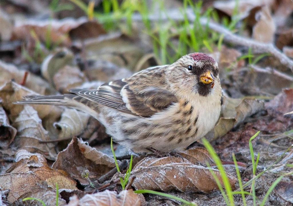 Grønnsisik Carduelis spinus (96 ± 35) 75 obs. 0 24.03-19.11 Jevnlig fra medio mars til medio november, mest tallrikt på høsttrekket i september. Art som varierer mye i antall fra år til år.