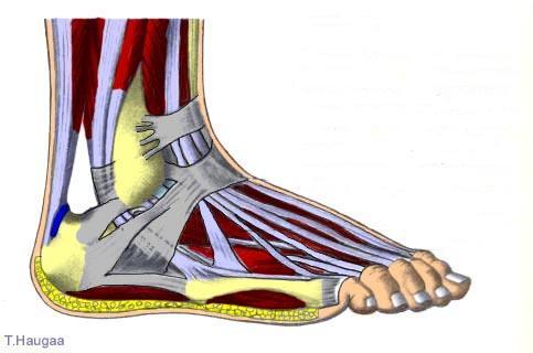 plantaris går over i tendo calcaneus (Akilles) som fester seg på tuber calcanei. Disse musklene plantarflekterer og supinerer foten.