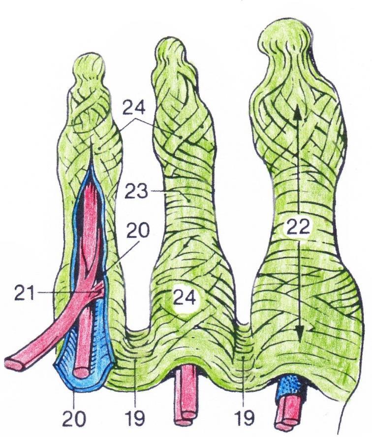 22.5 Phlangial Forstå: Pars annularis vaginae fibrosae (23). Vaginae synovales digitorum pedis (22). Ligamentum metatarseum transversum superficiale (19).
