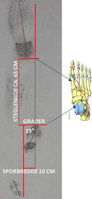 23.5 Øvelser og trening for: Lumbosacral syndrom, Lese deg opp på meny: 3 stegets syklus fig 21-27 - 4.