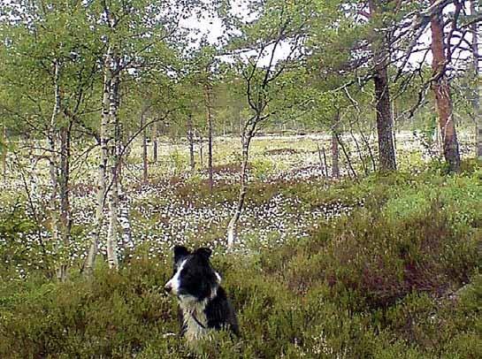 MAI Vi følger en eldgammel ferdselsvei mellom Hadeland og hovedstaden denne søndagen og passerer blant annet over vakre Fuglemyrhøgda. (Foto: Ståle Pinslie) Turen avsluttes på Hammeren i Maridalen.