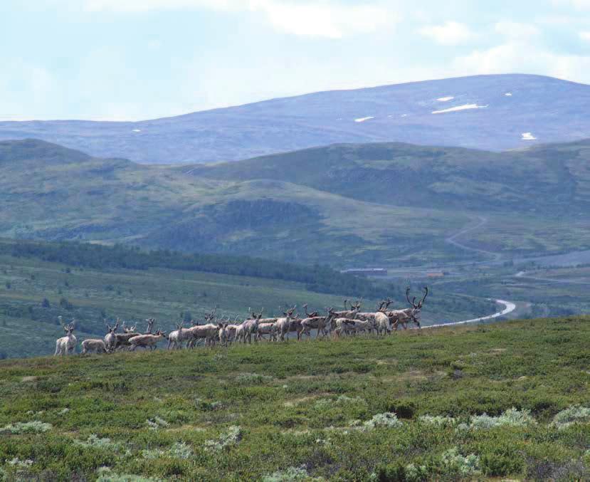 Enig og Tro til Dovre faller - 11 nasjonalparker (Dovrefjell-Sunndalsfjella, Dovre og Rondane nasjonalpark) Innenfor kommunen ligger hele eller deler av fem landskapsvernområder (Kongsvoll/Hjerkinn/