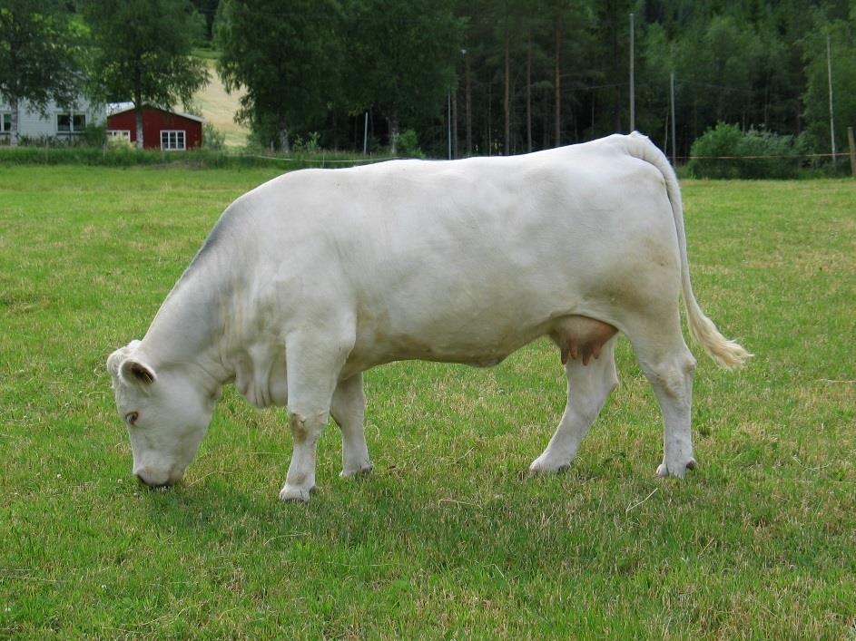 Rett hold på ammekua Vaksne kyr: 2,5-3,0 i holdpoeng.