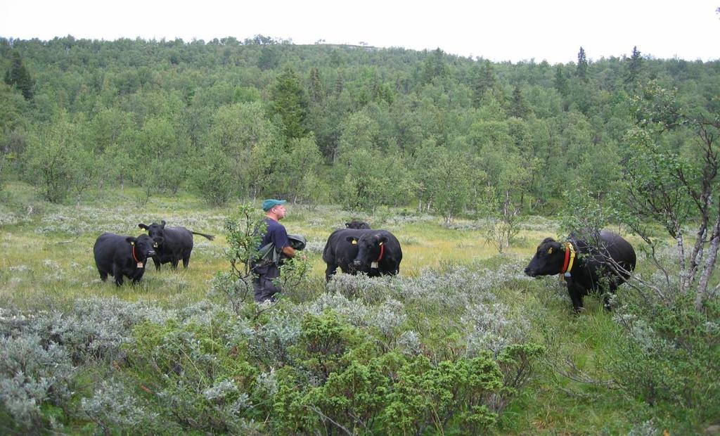 Eksempel på beite: Variert beite i fjellbjørkeskog i Gausdal, Sør-Gudbandsdal Storfe vil