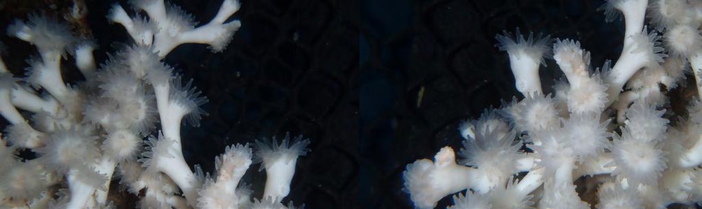 Korallar kan leva i fleire hundre år, men kan raskt bli øydelagde av oss Kven har ikkje høyrt om det store barriererevet på austkysten av Australia, - den største strukturen på Jorda laga av levande
