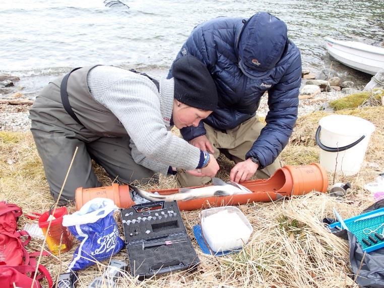 Merking av både sjøørret veteraner og smolt med standard individuelt kodede merker Standard merker (kun ID) Dybde merker Salinitet og temperatur merker Registrert vandringsatferd korreleres til