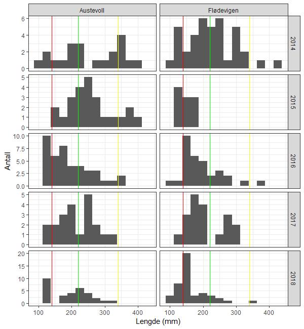 Figur 6: Utvikling i lengdefordeling for berggylte i HI sitt forsøksfiske i Flødevigen og Austevoll (ruser og teiner slått sammen).