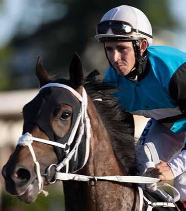 Derbyfeltet 2018 13 MUY SERENO Eier: Iskay Racing Oppdretter: Fam E Nagell-Erichsen Feltets eneste hest som ikke har vunnet løp.